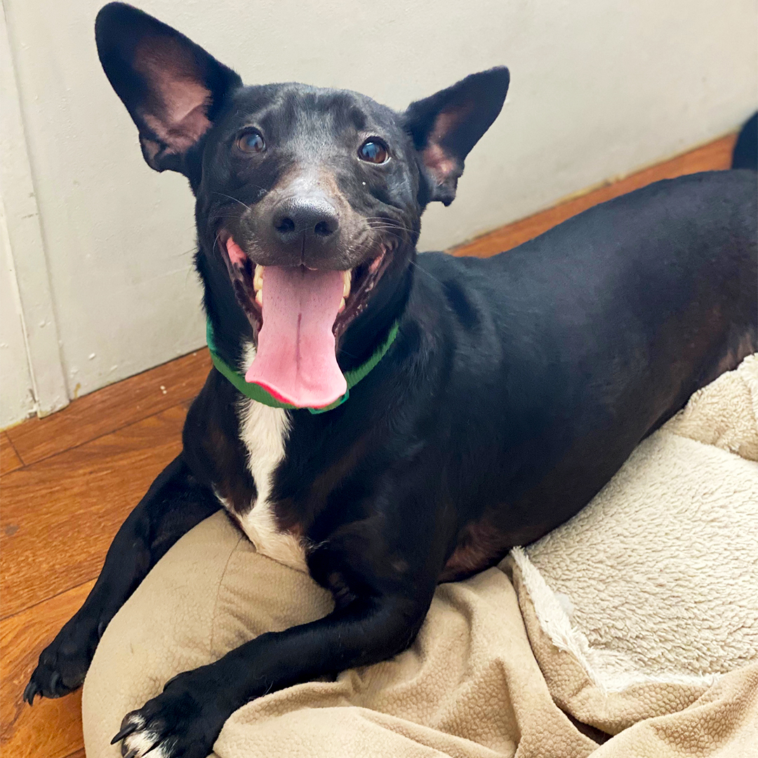ADLofTX's tweet photo. Meet Joey, our North Park Subaru Pet Star of the week! ⭐ Our friends at @NorthParkSubie are graciously covering his adoption fee! 🐾
To adopt Joey, visit our Nacogdoches Campus any day 11am-7pm #adoptADL #adoptdontshop #opttoadopt #northparkpetstar #adoptabledogs #dogsofsatx https://t.co/ALHKNDl4tF