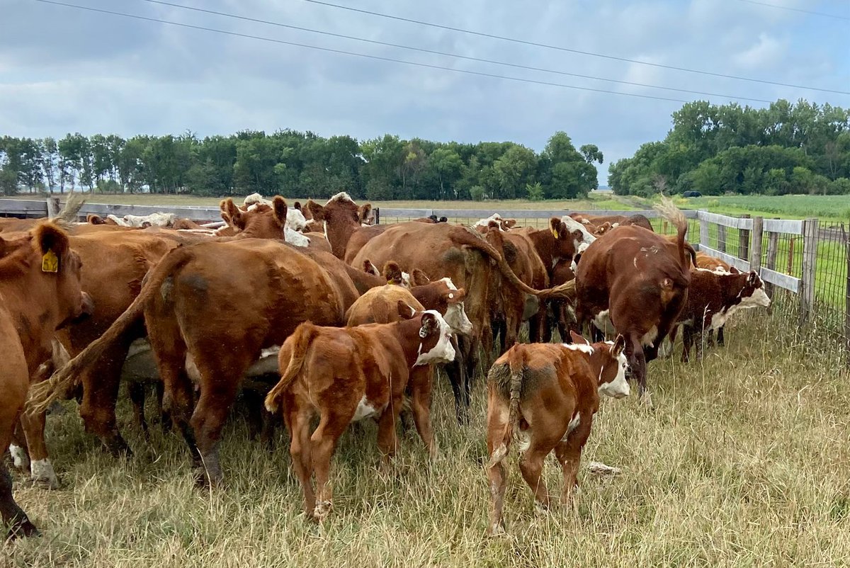 Weaning day at Viborg pasture