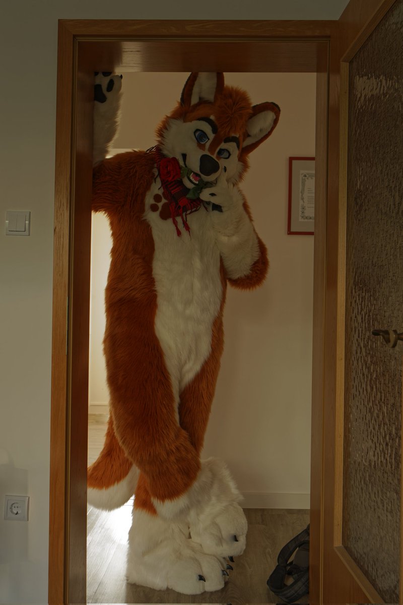 Someone ordered a tall boy for this #FursuitFriday ?

📷: <a href="/Cuddlemango/">Samourin Mangomeow</a> 
✂️: <a href="/TheKarelia/">TheKareliaFursuits 🔜 NFC</a>