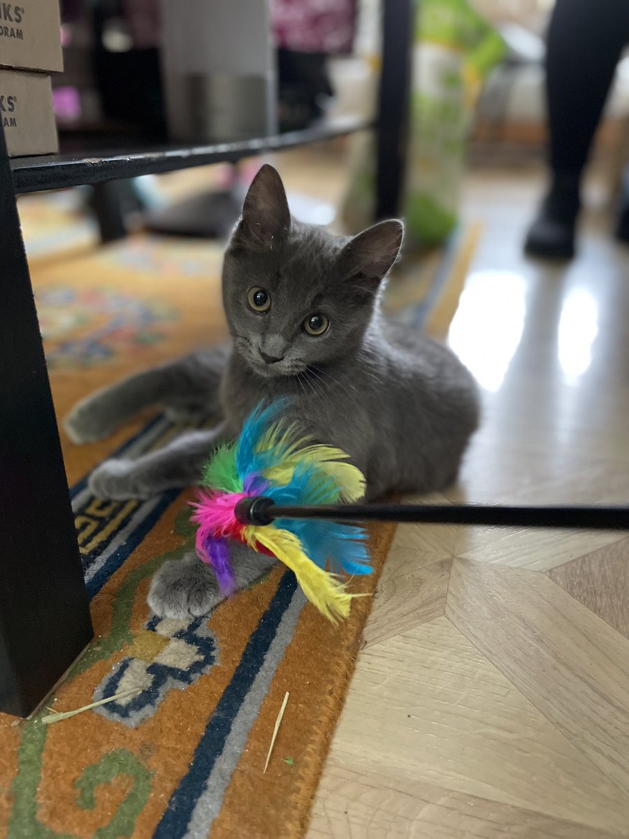 I met a cute cat today and got to use pet portrait mode and I love it. I need a new phone more often