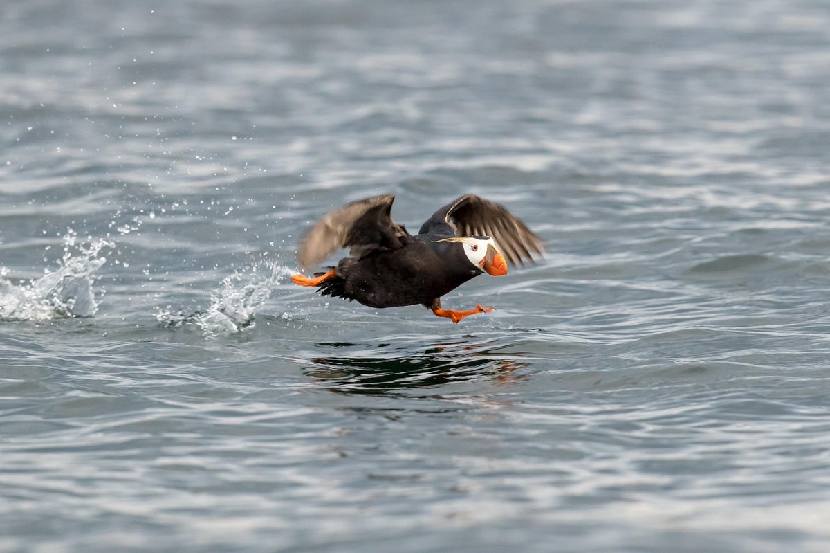 MUNMed's tweet photo. #Puffins are quick! Flapping their wings at nearly 400 times a minute, they can reach speeds of up to 88km an hour! Their landings aren’t very graceful, however. They typically belly flop on the water or crash into their fellow puffins on the land! #clownsofthesea #MUNMed https://t.co/sHBV8LXq2F