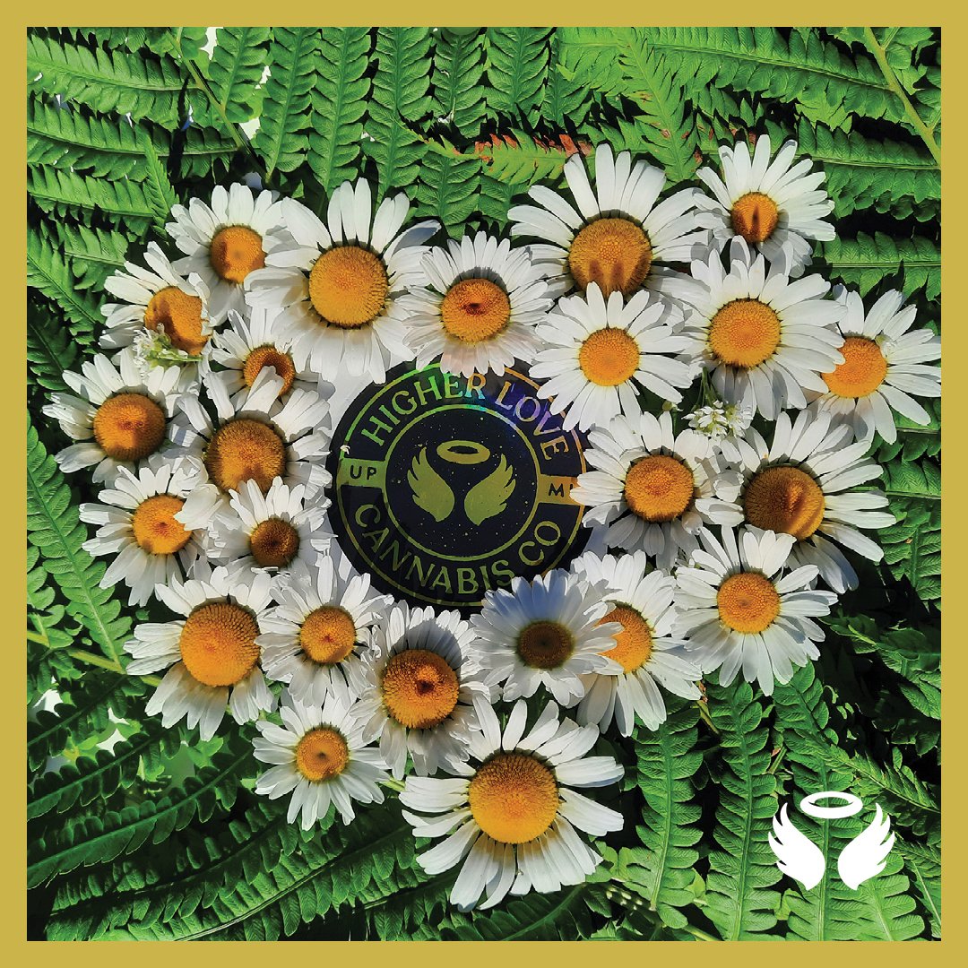 FindHigherLove's tweet photo. Did you know we've got STICKERS now? Next time you re-up your stash, grab a sticker to decorate your stash box, laptop, or even ATV!
​
​⚠️220 E. State Hwy M-28 Munising
🔥344 W Washington St Marquette
💨116 Superior Ave. Crystal Falls 

21+/patients only
​❌​Nothing for sale  ! https://t.co/4PKcIP8g9T