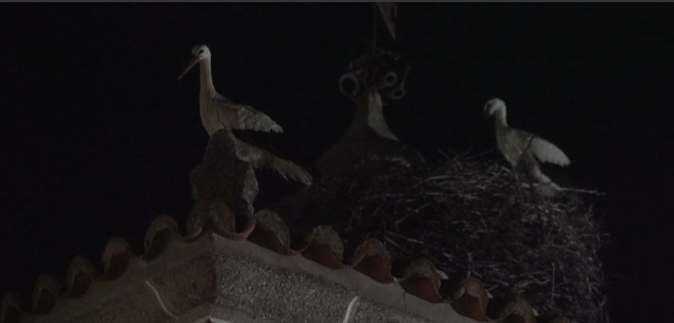 LIVE ACTION | FEST 🔴 tweet media