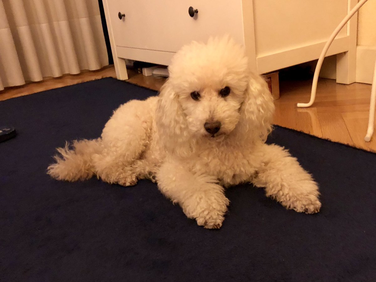 Javier Manzaneque tweet media