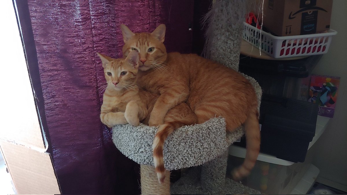 kaylewert's tweet photo. Meow meow https://t.co/dPgMFgoNOb