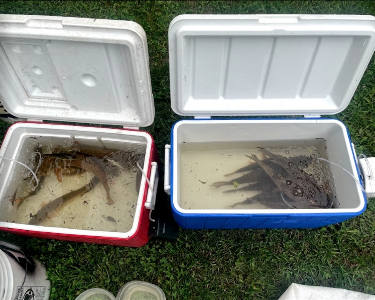 BiotacticInc's tweet photo. Year 2 post #damremoval biomass monitoring complete! Staff just returned from 4 weeks of sampling across the #Saugeen River watershed. 70 sites electrofished and thousands of fish weighed and measured. Can't wait to analyze the data! #fieldwork 
More info: https://t.co/rstugvoO7P https://t.co/Qgen2AdKnp