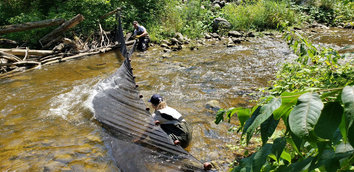 BiotacticInc's tweet photo. Year 2 post #damremoval biomass monitoring complete! Staff just returned from 4 weeks of sampling across the #Saugeen River watershed. 70 sites electrofished and thousands of fish weighed and measured. Can't wait to analyze the data! #fieldwork 
More info: https://t.co/rstugvoO7P https://t.co/Qgen2AdKnp