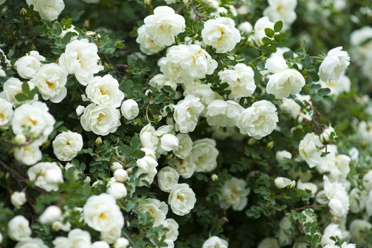 “Good morning. Perfect morning for a walk in the rose garden.”