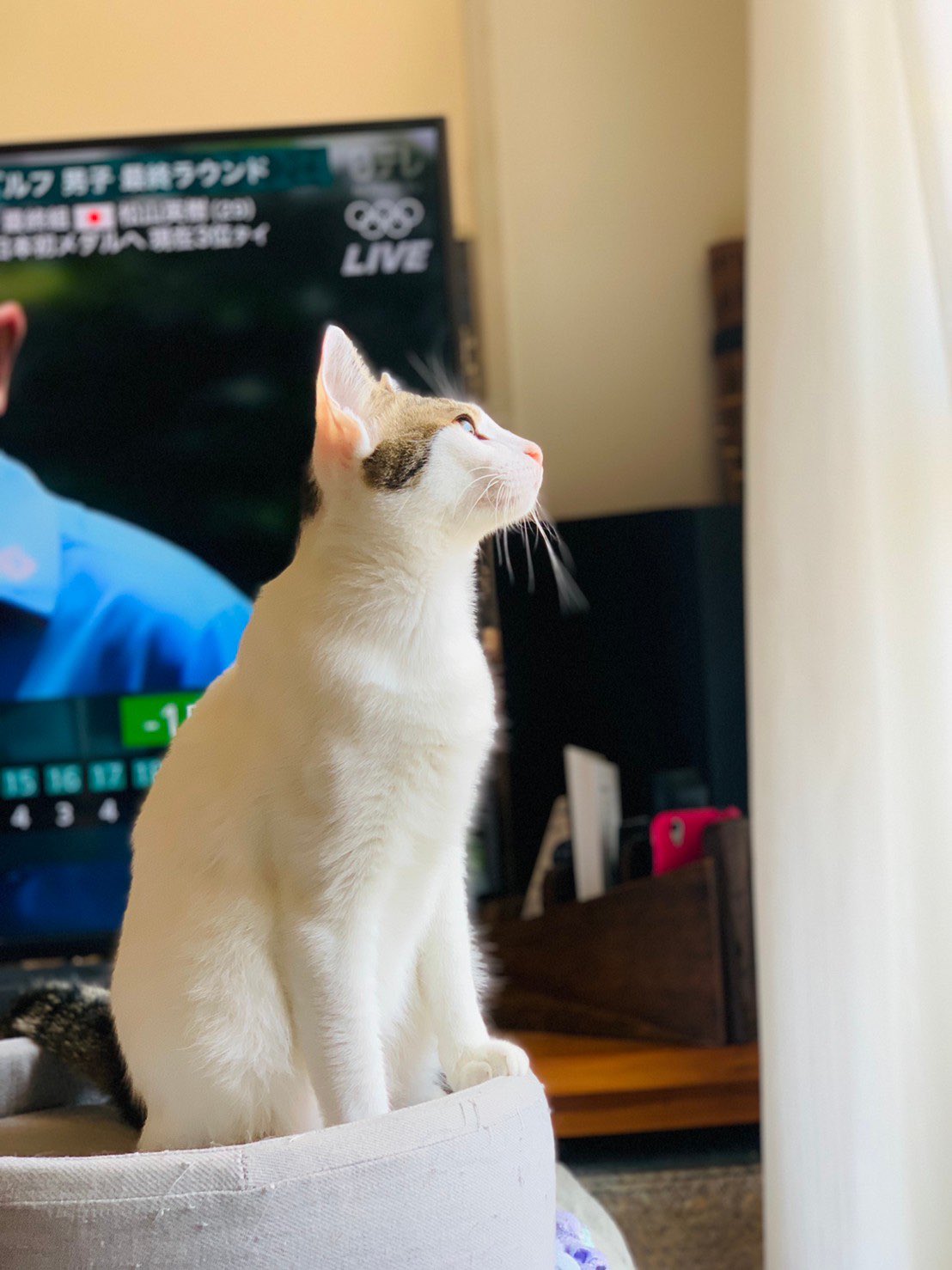 横顔猫 Twitter Search Twitter