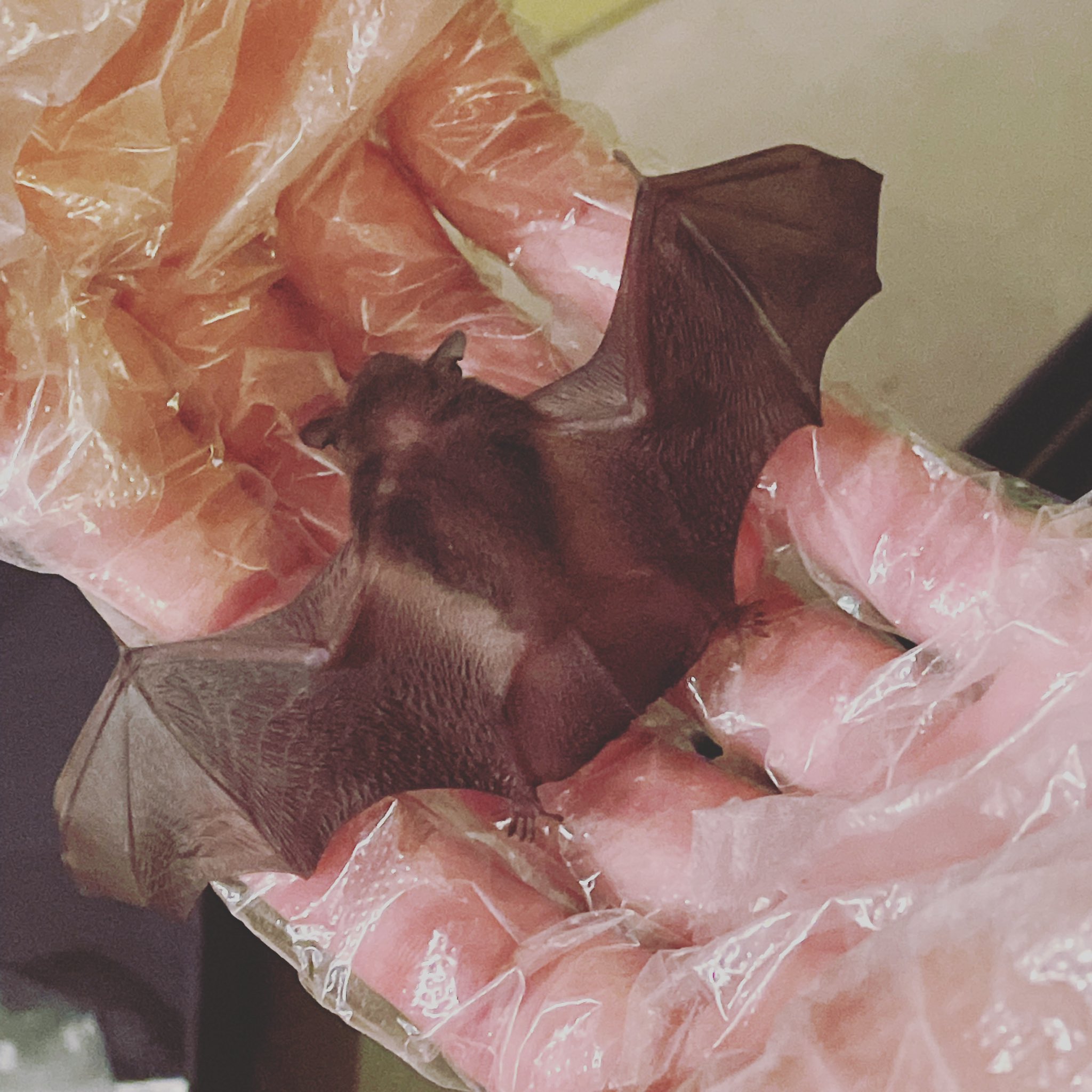 Emma コウモリの赤ちゃん保護しました 何食べるの どうしたらいいの 役所は週末お休みなんだよー コウモリ保護 コウモリの赤ちゃん コウモリ T Co Wdqkiwquco Twitter