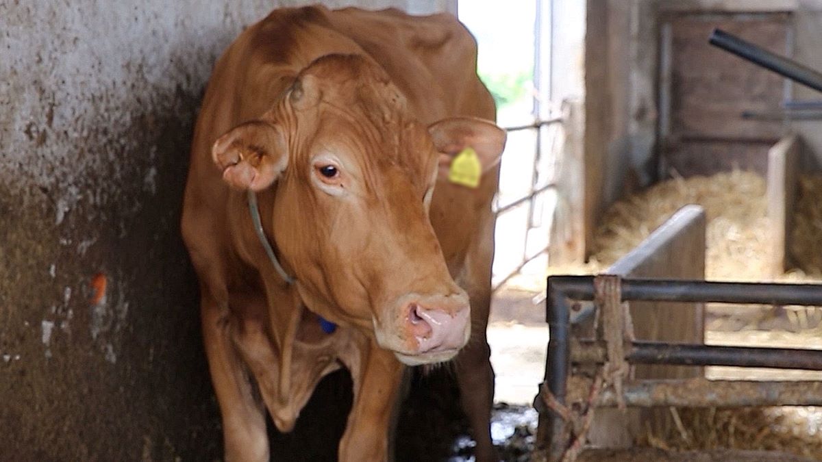 Ich erwarte von <a href="/theonlyparmesan/">Parmigiano Reggiano</a> verbindliche Zusagen, die größten Tierschutzprobleme zu beheben. Nur sehr wenige Kühe haben Zugang zu Weideland, viele sind außerdem angebunden. Parmesan, das muss besser werden! #YouCanDoBetter
#NotOnMyPasta