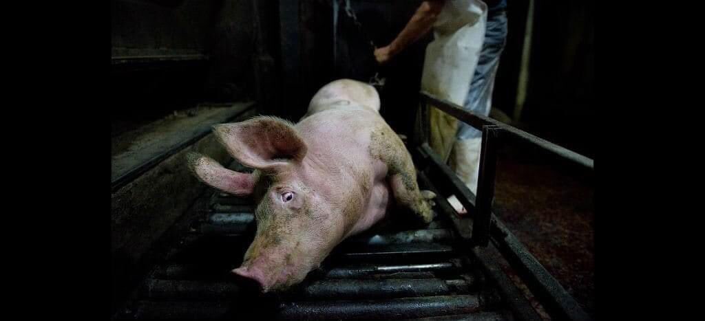 PieterseMarc's tweet photo. Lived in terror...died in terror😌☹️

#AnimalHell
#EndAnimalHell
#EndAnimalAg
#DefundAnimalAg

#BeWise💚#BeVegan🌱 https://t.co/F4ESRmqfkb