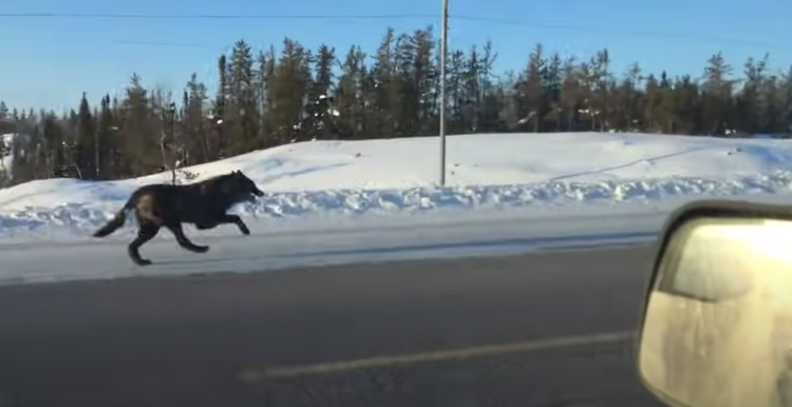 Bear in Scotland tweet media