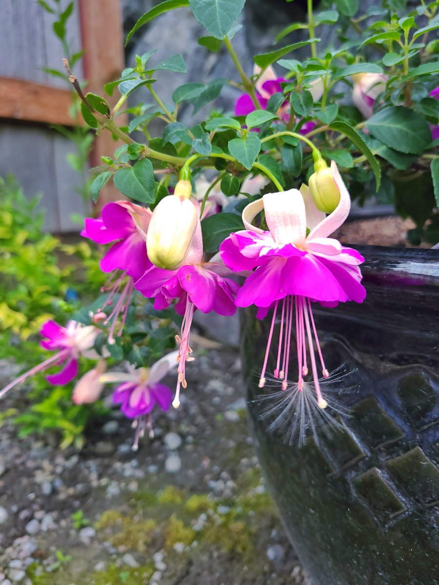 LovelyEarthS's tweet photo. The fuchsias are getting more comfortable where I put them in the nicely shaded corner of the yard. Fuchsias are great for hummingbirds.
#FuchsiaFlowers #HummingbirdFlowers #LovelyEarthSociety https://t.co/9ZRxU9EamN
