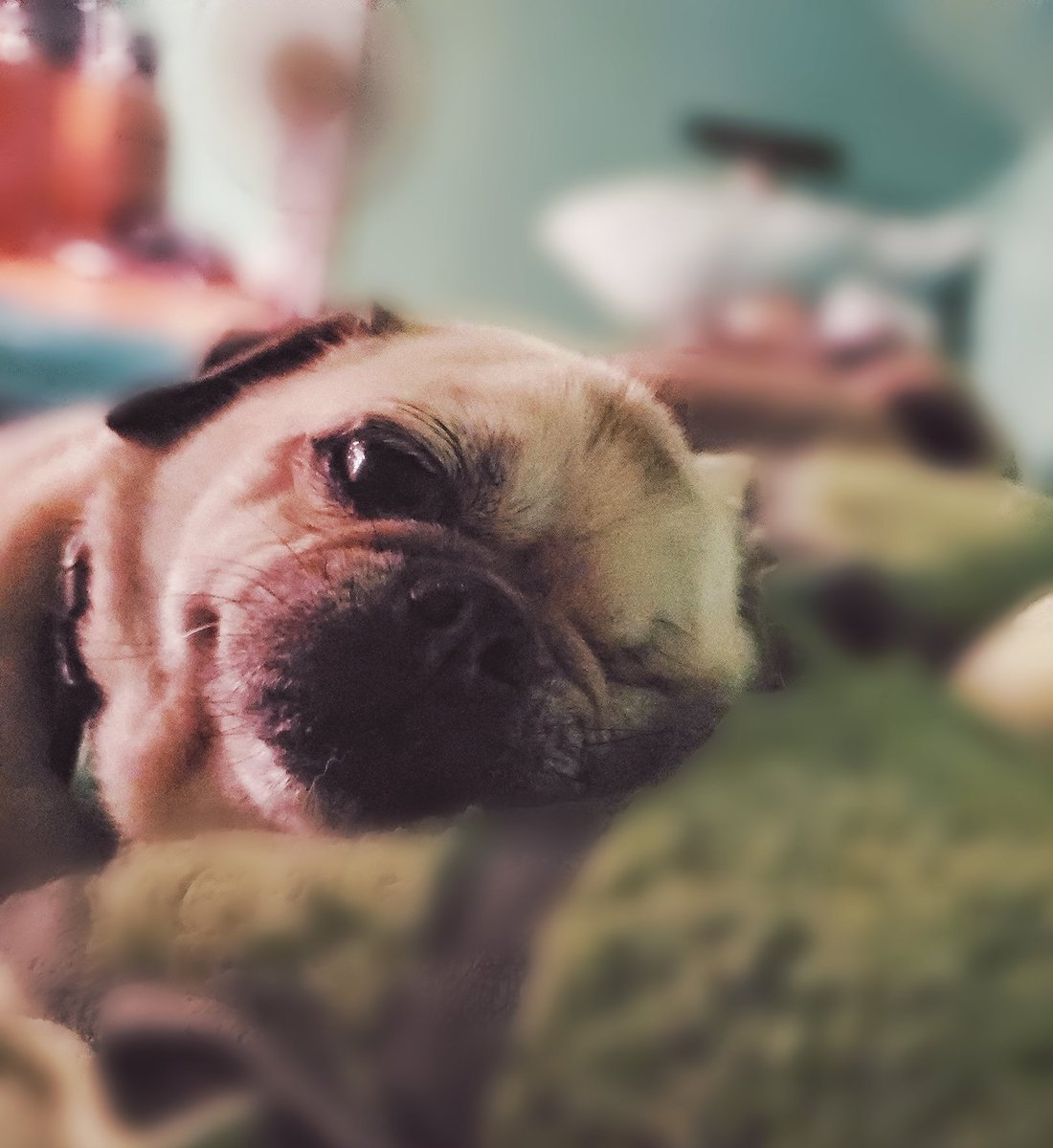 Jokerscuckoo's tweet photo. Someone didn't want to get out of bed this morning. 

#FridayMorning #OneEyedMac https://t.co/Wh9qJ5bDmd