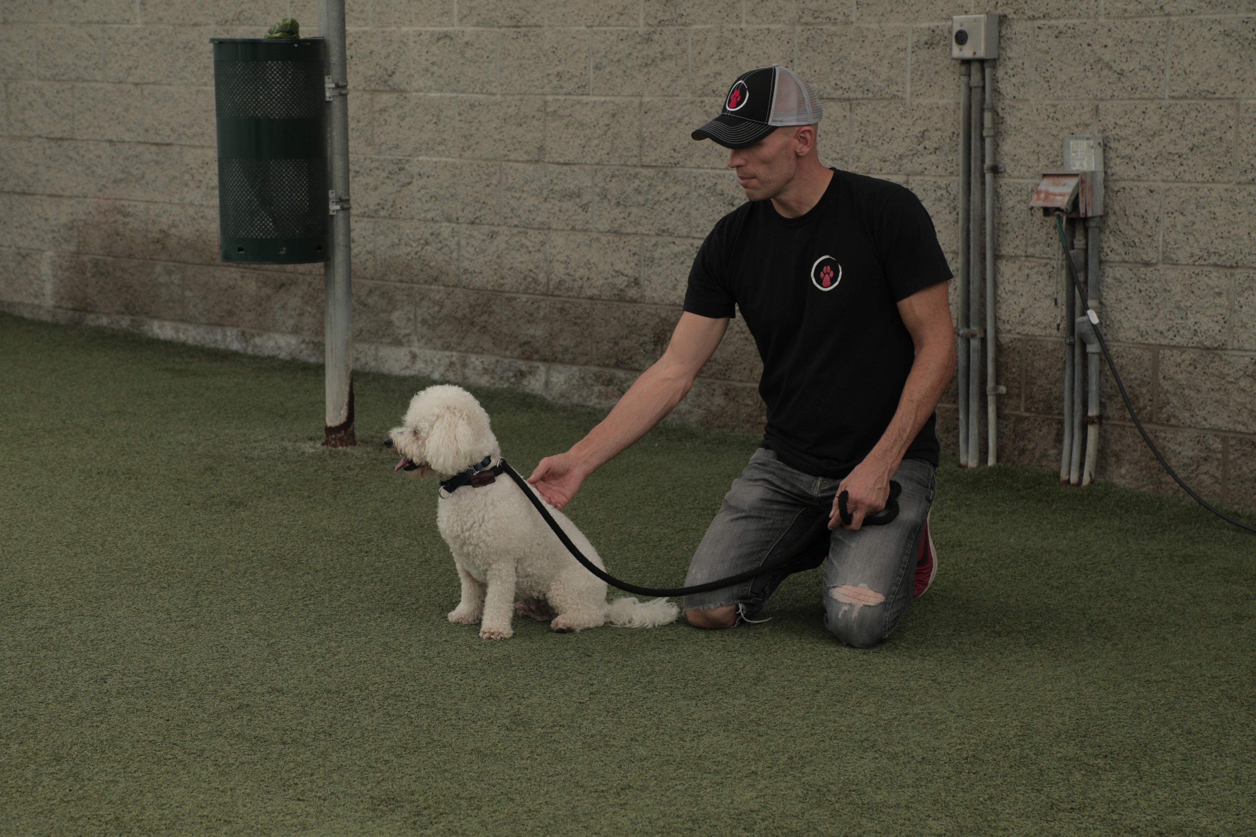 Matt beisner dog trainer cheap
