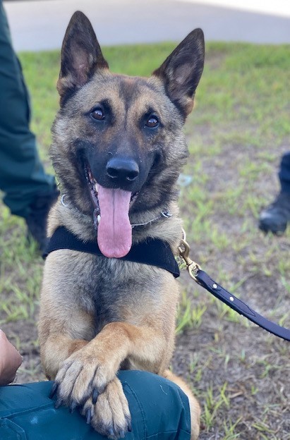 This smiley guy is Bohdi. The two-year-old German Shepherd is one of our trusty K9s. When he's not doing critical work for OCSO, he enjoys chewing bones and watching sunsets. One look at him, and you can't help but smile yourself. We love you, Bohdi!

#NationalDogMonth