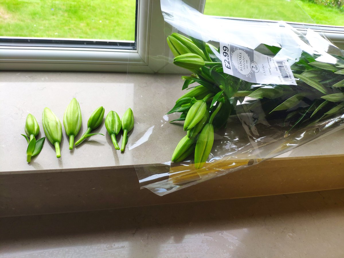 _sgee_'s tweet photo. @AldiUK I purchased these lillies not knowing there were several pre chopped heads strategically placed within the bunch #headlessstems #bouquetbetrayal #disappointing https://t.co/UYkQpDleaJ