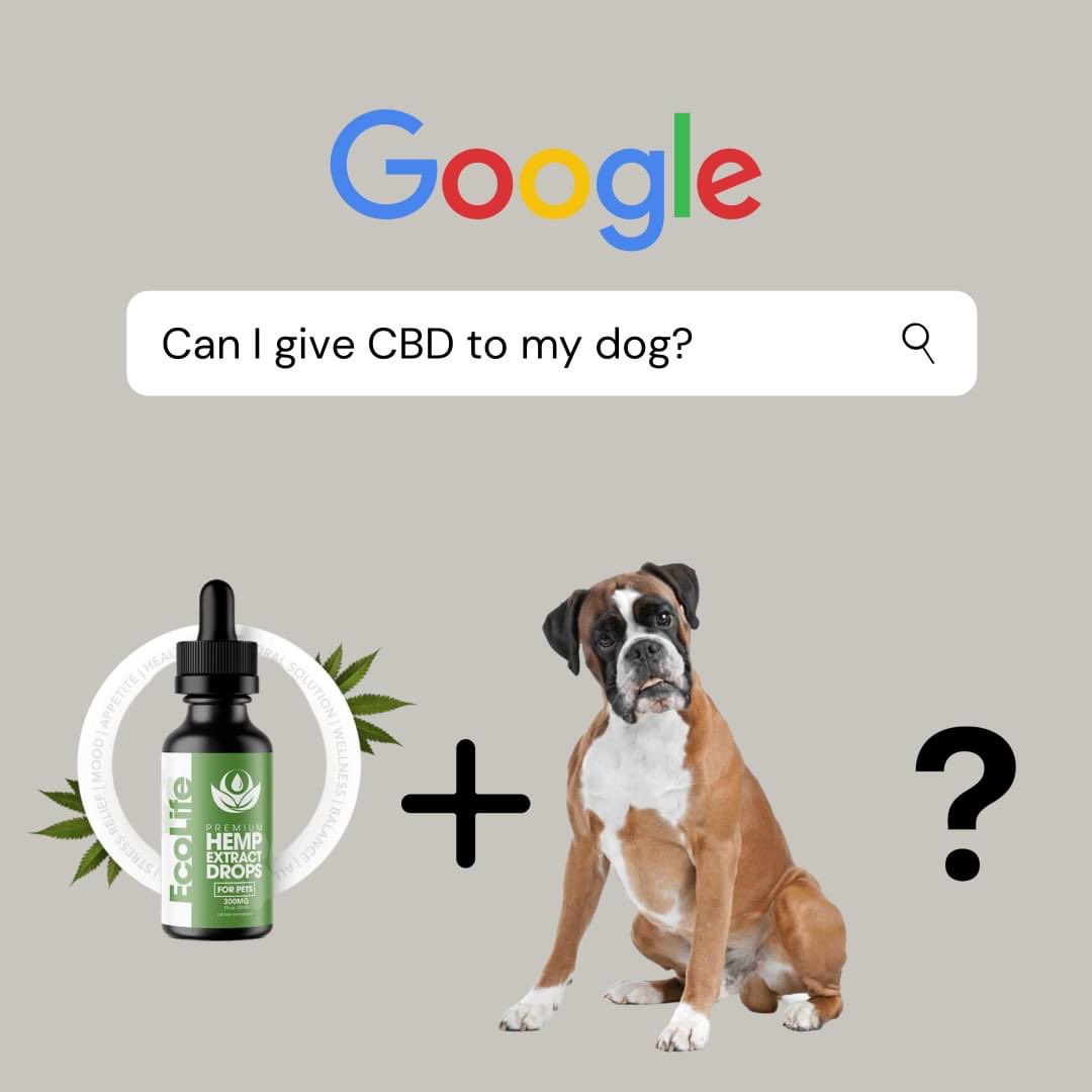 ecolifecbd's tweet photo. The answer is yes! Many CBD products can be safely given to dogs, and there are a number of high quality CBD supplements designed specifically for pets. 
For more information please read our blog.
https://t.co/R4FiaSLx13 https://t.co/MRYHjjpibC