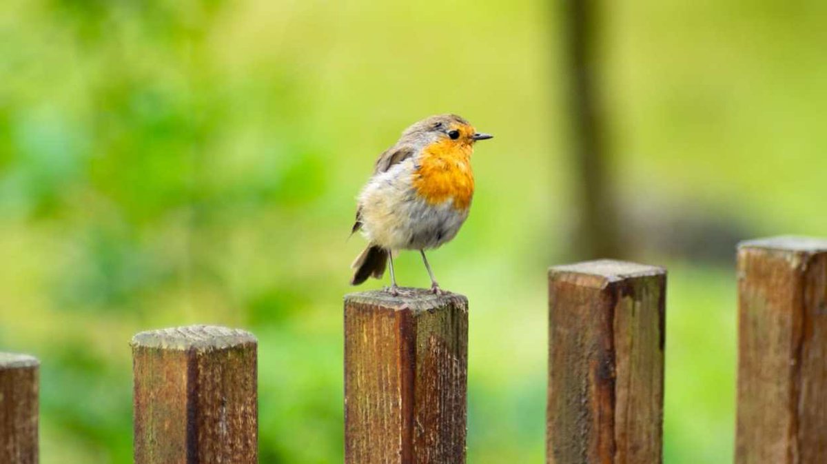 eriksonmath's tweet photo. Children are naturally interested in birds... what a perfect opportunity for data collection activities!
Early Childhood Data Collection Activities Are for the Birds
https://t.co/5r1HXdqp0a https://t.co/5jJpKkKyiB