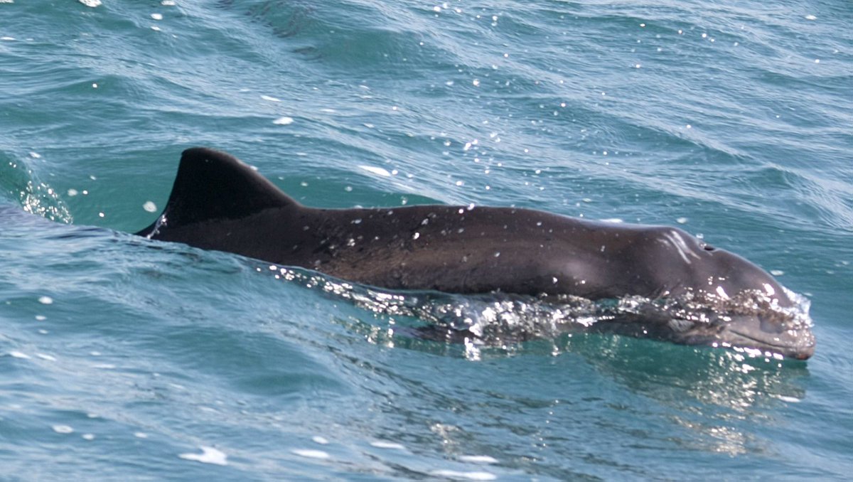 greenbalkans tweet media