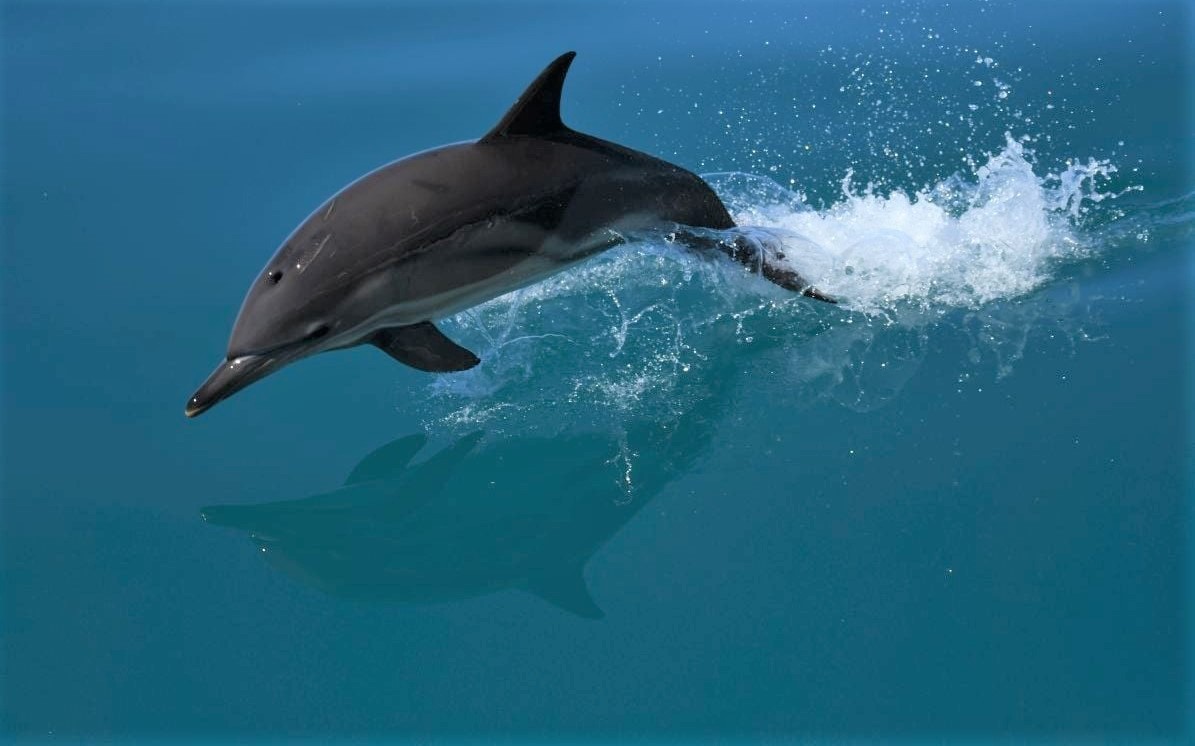 greenbalkans tweet media