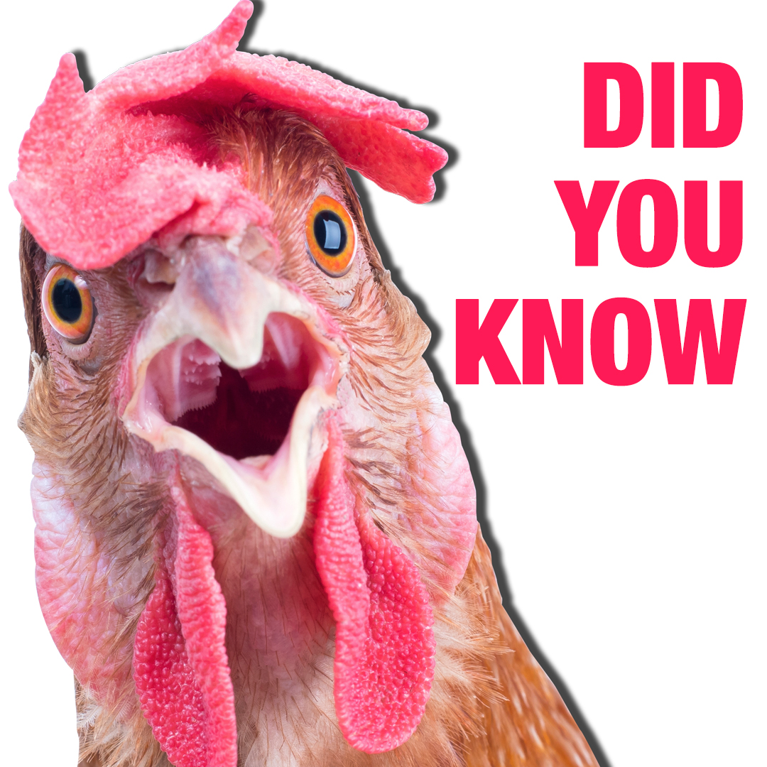 CanarmAgSystems's tweet image. Ever wonder why most chicken eggs are laid in the morning?
Chickens only lay eggs after they receive a light cue from either a natural or artificial light source. There is a gland near the chicken’s eye, that, when triggered by light, will release an egg from the chicken’s ovary.