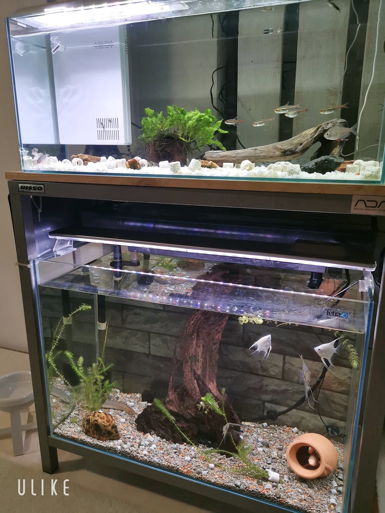 Hiro 翔 和真 On Twitter スリム水槽立ち上げ完了 アクアリウム 熱帯魚 スリム水槽 流木 水草 Https T Co Ovhzjvufiy Twitter