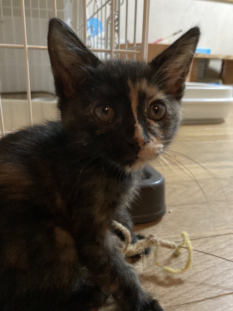 サビ猫可愛い