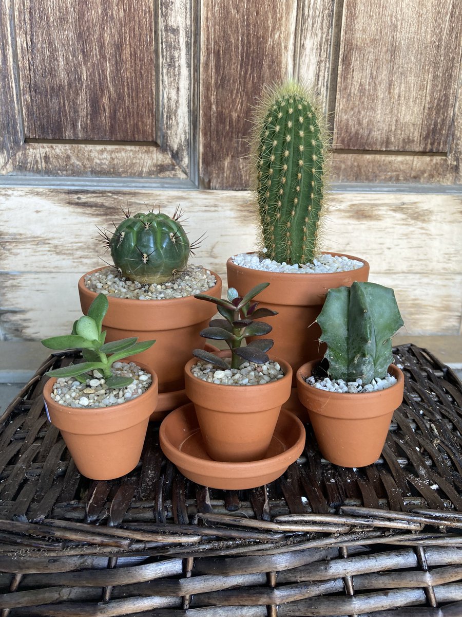 We’re mad for cacti, so we wanted to tell you all about how awesome they are! Click the link for cactus care tips and to see some beautiful varieties.

ecostems.ca/blog/cacti/