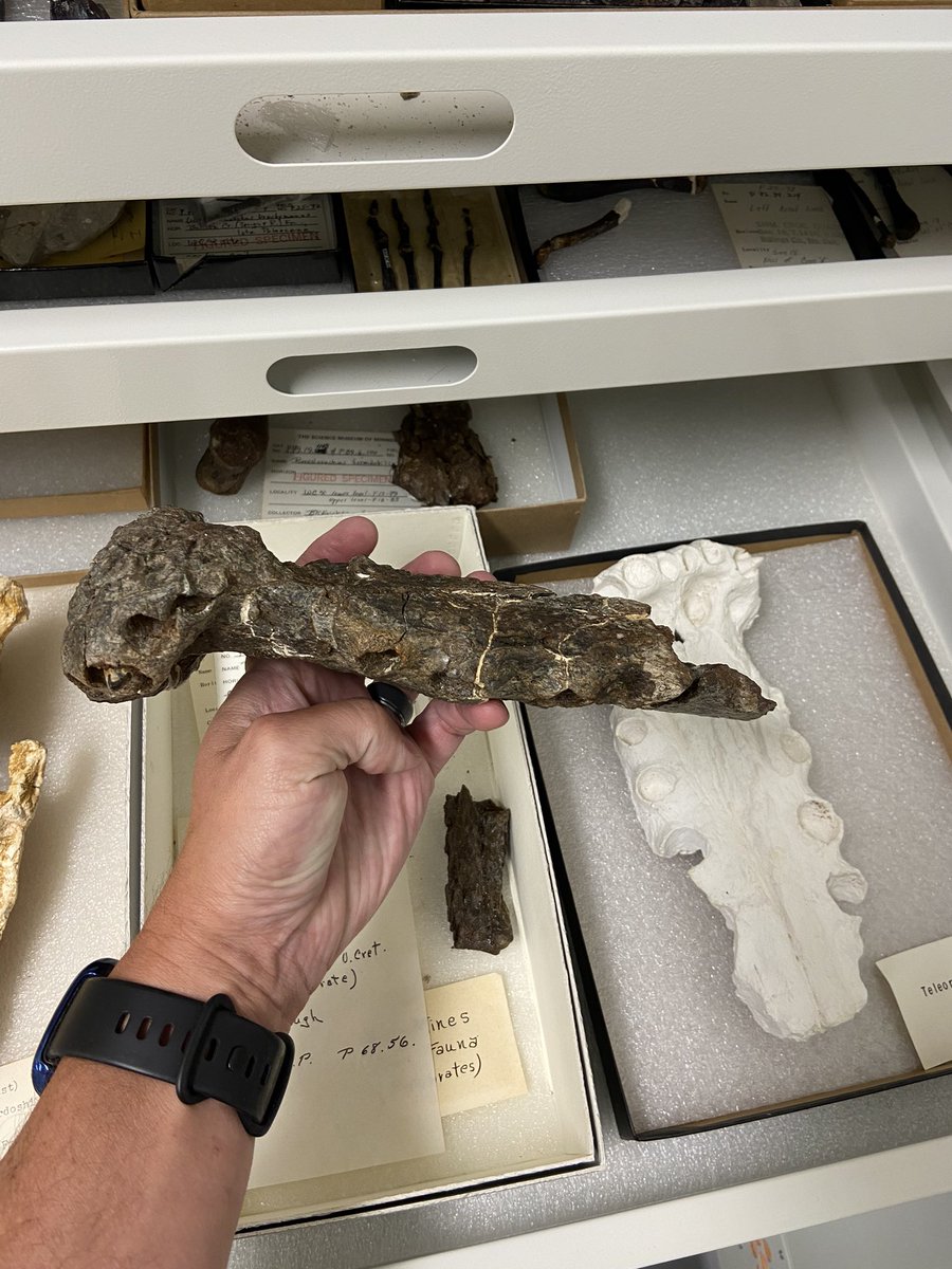 Dr_CrocoGator's tweet photo. Happy #FossilFriday! I know Iโve hit this before, but now #Terminonaris is a candidate for the #Minnesota State #Fossil! This snout of the big #crocodile-relative was found in the Iron Range, from the Age of the #Dinosaurs. Vote #TeamTerminonaris here!
https://t.co/GXPnmWB9du https://t.co/4MuWPQpUJT