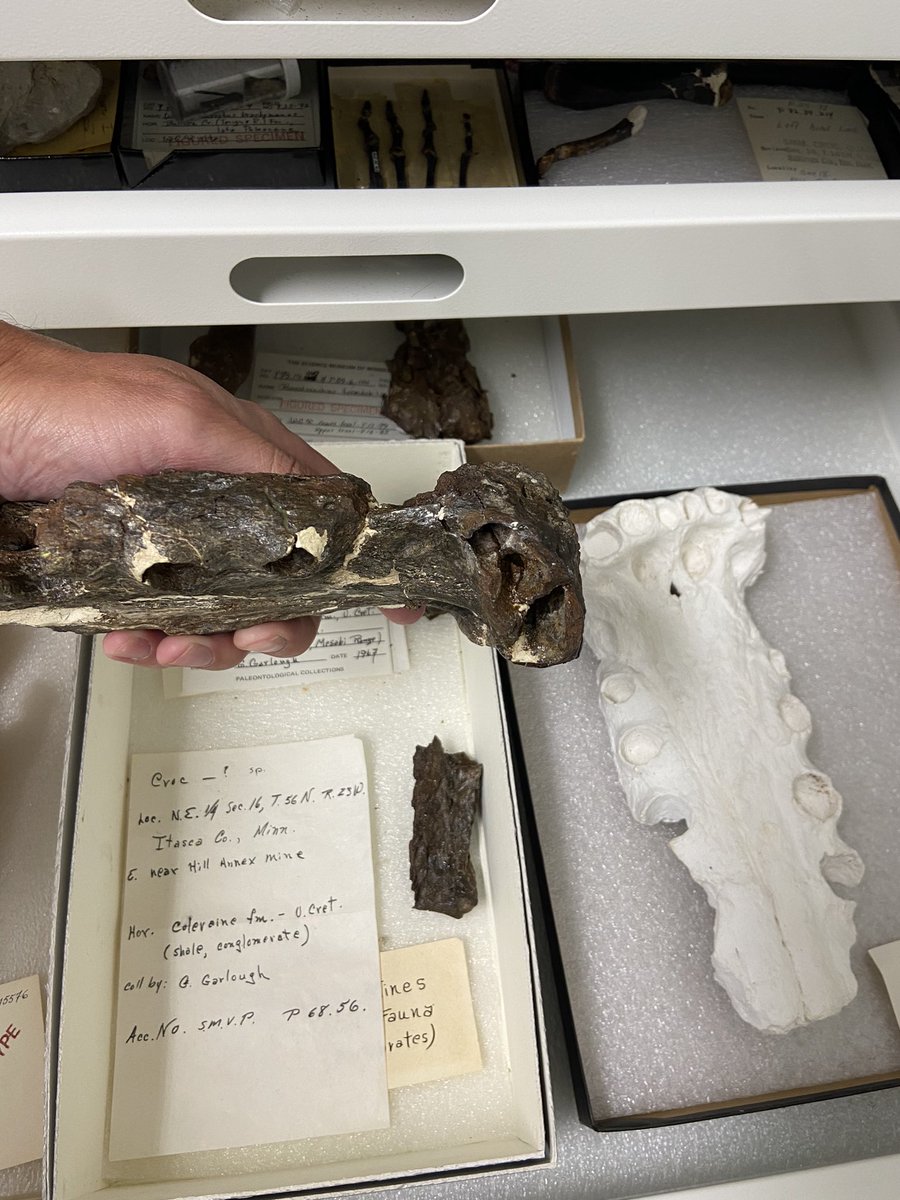 Dr_CrocoGator's tweet photo. Happy #FossilFriday! I know Iโve hit this before, but now #Terminonaris is a candidate for the #Minnesota State #Fossil! This snout of the big #crocodile-relative was found in the Iron Range, from the Age of the #Dinosaurs. Vote #TeamTerminonaris here!
https://t.co/GXPnmWB9du https://t.co/4MuWPQpUJT