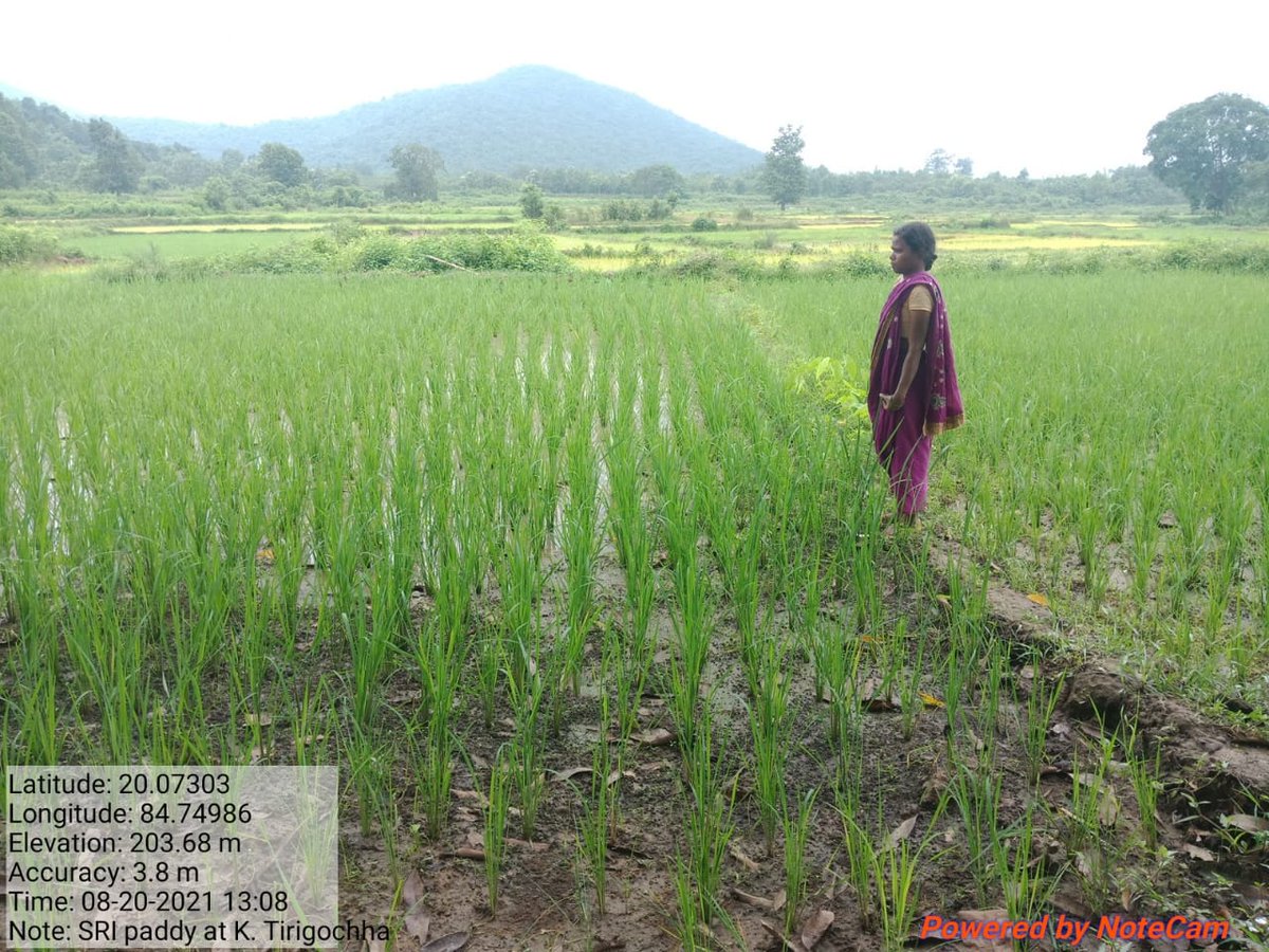 PRADIPKSWAIN's tweet image. Transforming Agrl technology to farmers under Ghumsur (N) Forest Div. Women are ahead to adopt #ClimateCrisis farming. @krushibibhag @ForestDeptt @pccfodisha @Ganjam_Admin @RBerhampur @ghumsurnorth @JNPrasad_Block @HariPab @ranjanpanda @kvkganjam1