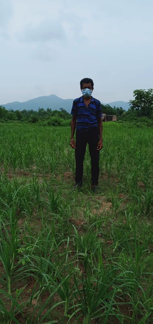 PRADIPKSWAIN's tweet image. Transforming Agrl technology to farmers under Ghumsur (N) Forest Div. Women are ahead to adopt #ClimateCrisis farming. @krushibibhag @ForestDeptt @pccfodisha @Ganjam_Admin @RBerhampur @ghumsurnorth @JNPrasad_Block @HariPab @ranjanpanda @kvkganjam1