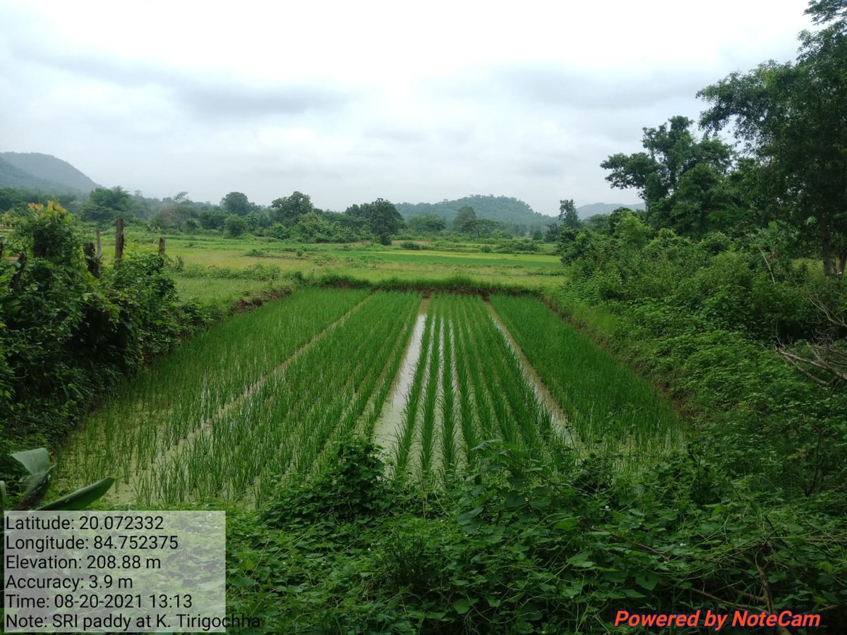 PRADIPKSWAIN's tweet image. Transforming Agrl technology to farmers under Ghumsur (N) Forest Div. Women are ahead to adopt #ClimateCrisis farming. @krushibibhag @ForestDeptt @pccfodisha @Ganjam_Admin @RBerhampur @ghumsurnorth @JNPrasad_Block @HariPab @ranjanpanda @kvkganjam1
