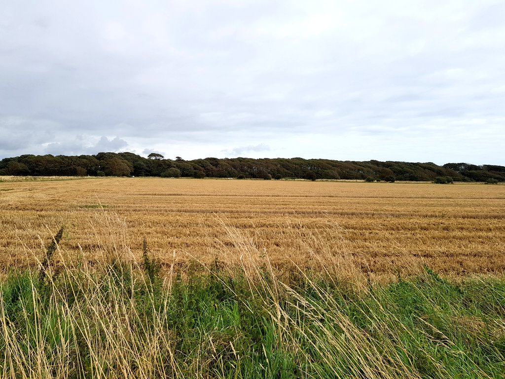 Field of wheat that has been harvested
