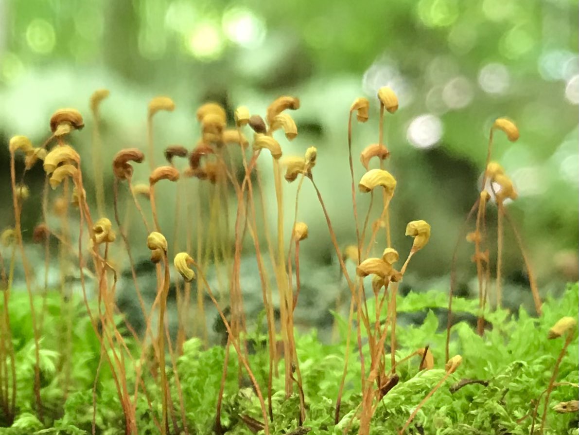 queenofpeat's tweet photo. It’s Friday and these mosses are standing tall and reproducing. Did you know that moss sporophytes release their spores into the air with some of these greatest physical forces measured?  Wee but mighty. https://t.co/CnP0eJDOea