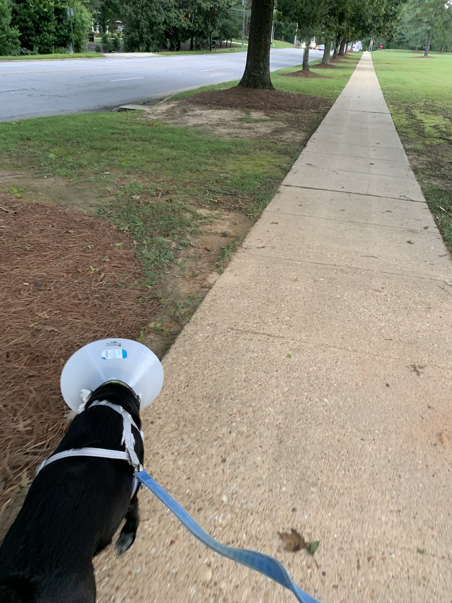 aubieisausome's tweet photo. Taking Conehead for a walk. #enoughalready #beentheredonethat #pleasetakeitoff #freethedog https://t.co/1AjUhCJKLk
