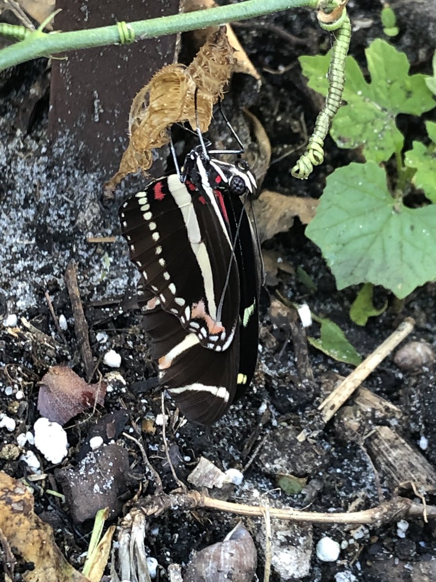 creepysteeples's tweet photo. Also there’s this guy who emerged as soon as I went inside to go feed a cat. I came back out and he was free. https://t.co/56UO39QQU4