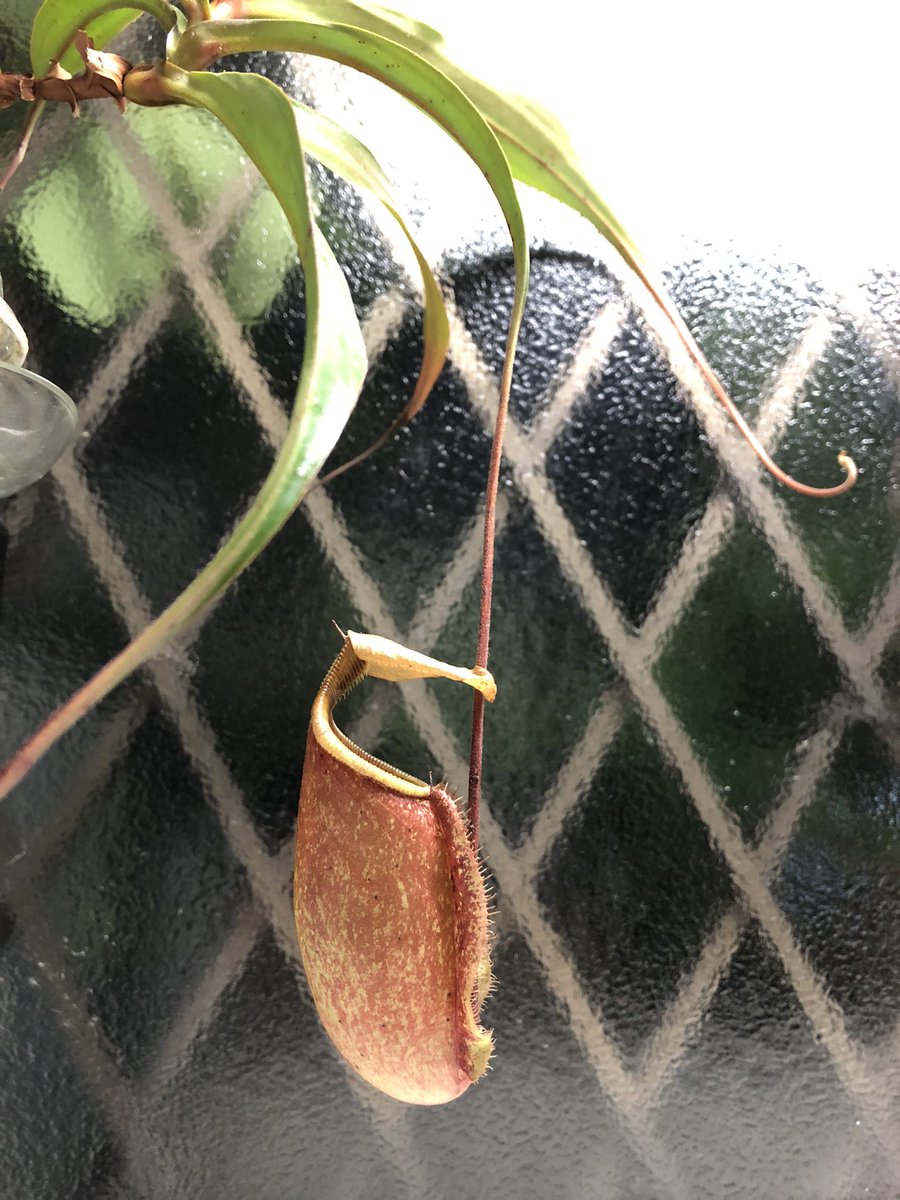 ゆう 簿記2級 家事 介護優先 食虫植物ウツボカズラ 花言葉 甘い罠 あの手この手で虫を捕らえる 8月24日の誕生花らしい これって花なの