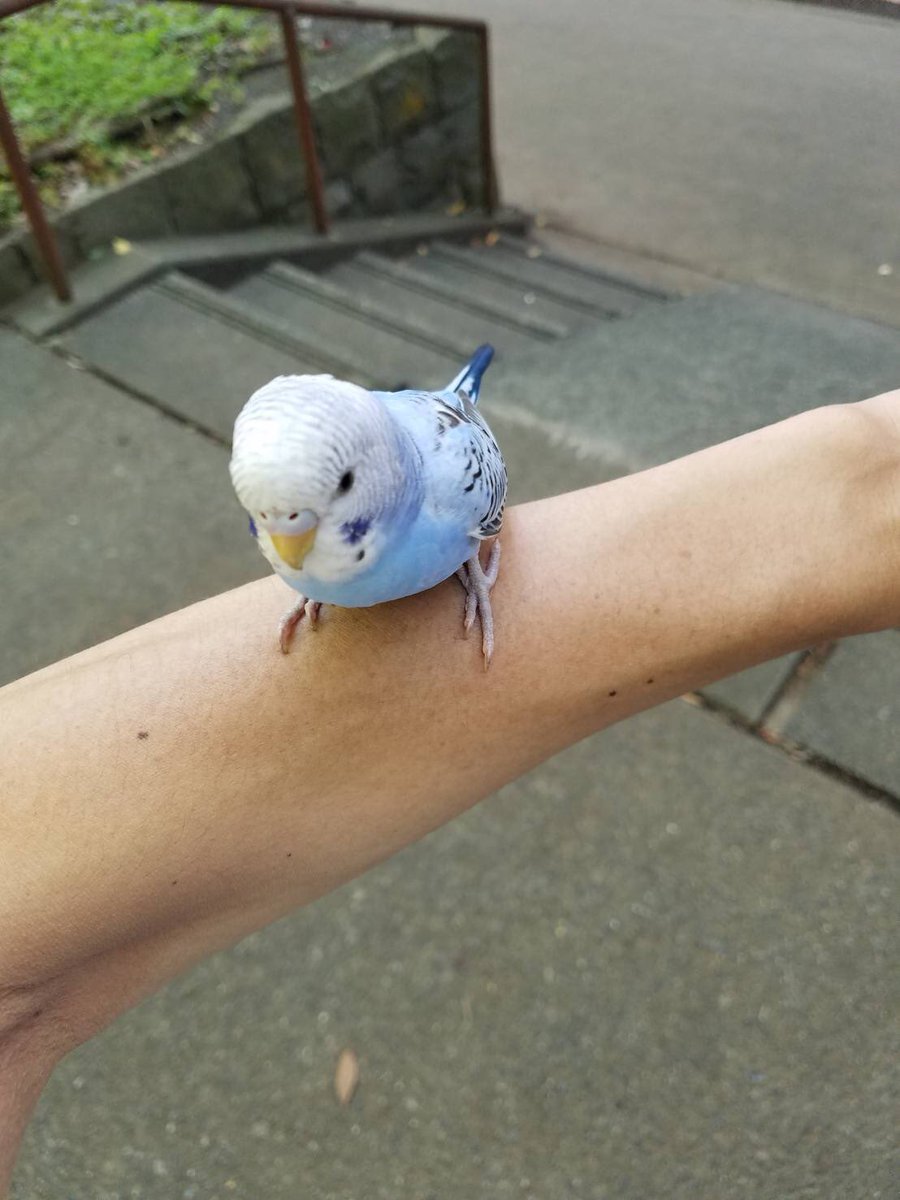 hotokechan5963's tweet photo. インコ目撃情報
町田市つくしの中学校付近
8/19 14:00頃
どうか無事で飼い主さんと会えることを願って。 https://t.co/eLEo2wrWJP