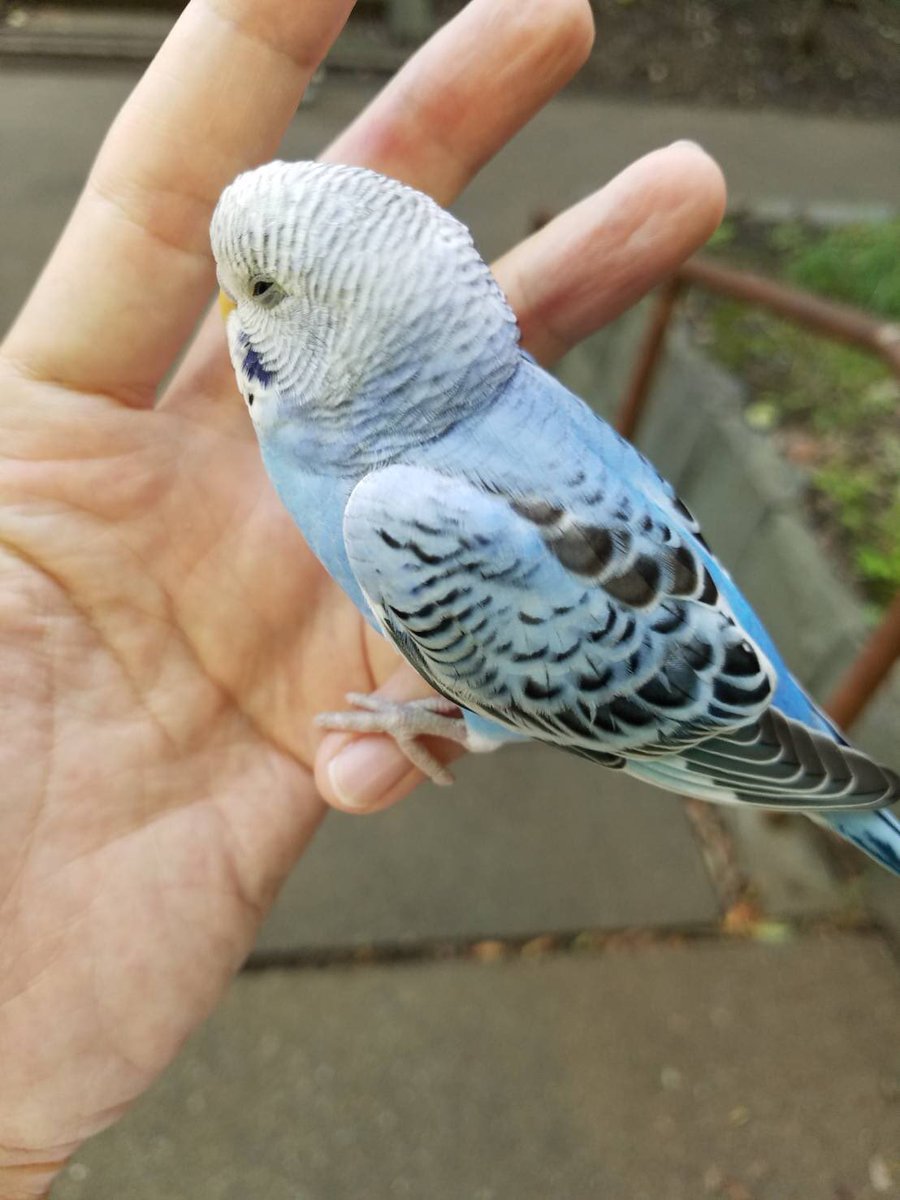 hotokechan5963's tweet photo. インコ目撃情報
町田市つくしの中学校付近
8/19 14:00頃
どうか無事で飼い主さんと会えることを願って。 https://t.co/eLEo2wrWJP