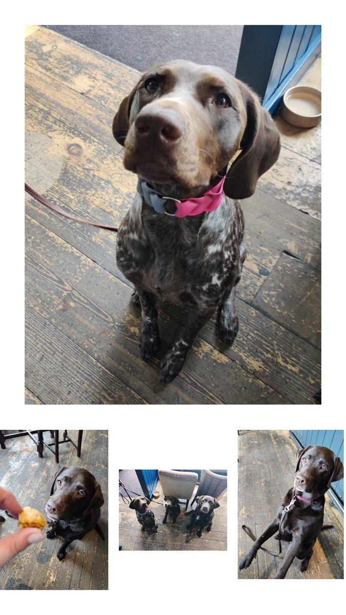 Nothing like a quiet drink with your best friend. And with three dogs, what could be better than joining us for lunch, handmade dog treats and lots of cuddles. #dogfriendly #pubdogs <a href="/PubsDogs/">Dogsinpubs</a> <a href="/ukpubdogs/">Pub Dogs</a> #dogsinpubs