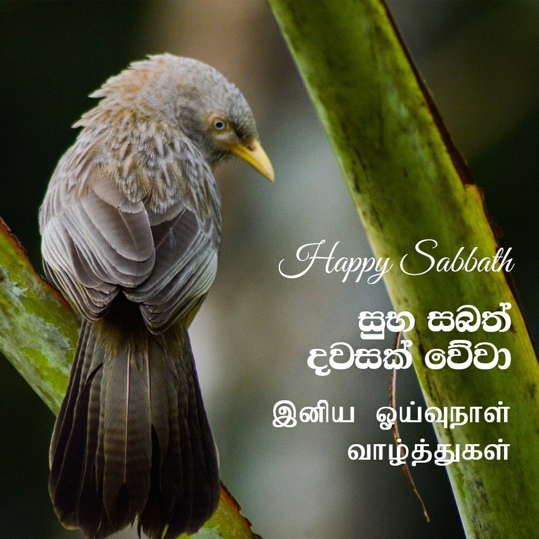 Happy Sabbath Hope Channel family! 
හොප් පවුලේ සැමට සුභ සබත් දවසක් වේවා!
ஹோப் குடும்பத்தினர் அனைவருக்கும் இனிய ஓய்வுநாள் வாழ்த்துக்கள்!
#HopeforSriLanka #HappySabbath #Beblessed #praiseGod #Hope
