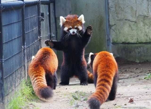 i don’t know why red pandas stand like this but i must request that they never ever ever stop