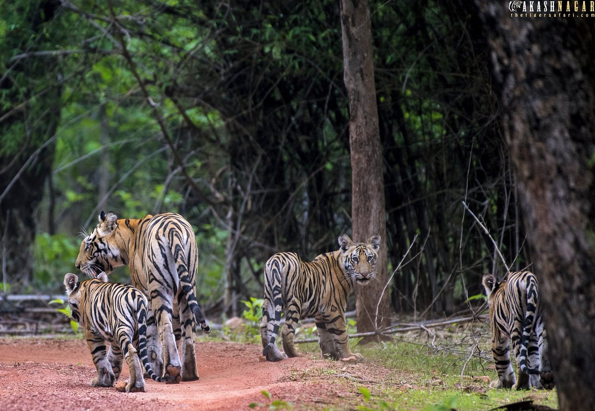 The Curious One 😊
#bandhavgarh #tiger #nikonindia #wildlifeindia #photographyworkshop #nikonindiaofficial #natgeoyourshot #bbctravel #discovery #animalplanet  #wildlife #wildlifelovers #wildlifephotography  #nikond750 #mptourism #madhyapradeshtourism.