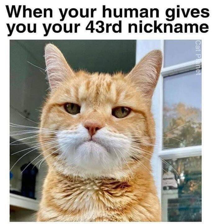 #FridayFun: How many nicknames does your pet have?