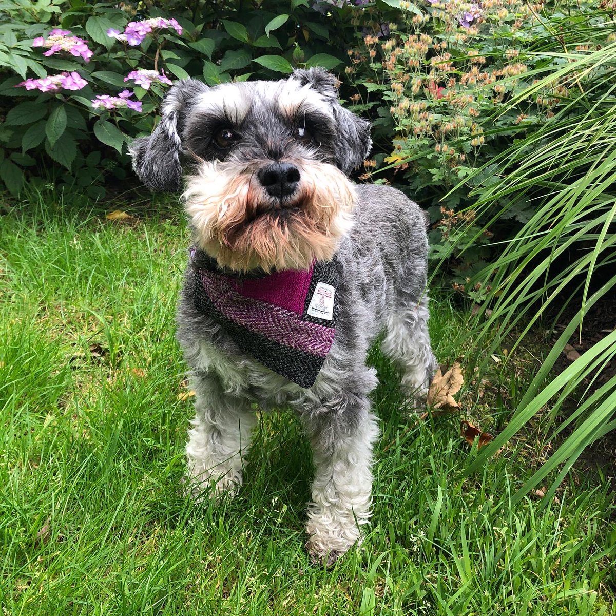 What Medicines Are Needed To Treat Canine Minute Virus Paisley Terrier