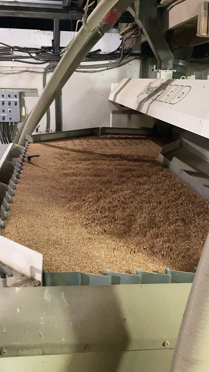Cert. AAC Wildfire rolling through the plant. Give us a call if you are thinking about winter wheat this fall 204-877-3813