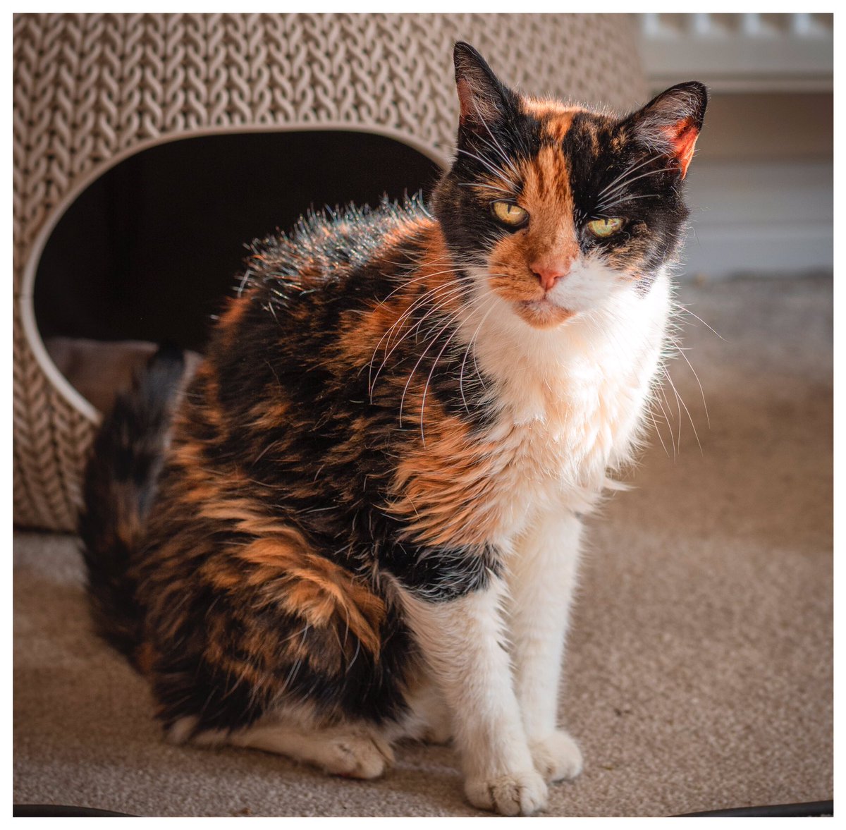 jamesbolton2222's tweet image. Waiting at home for a covid test result so I thought I would take a photo of Kitney enjoying a spot of sunshine. #cats #catsofinstagram #oldcatsofinstagram #petphoto #animalphotography